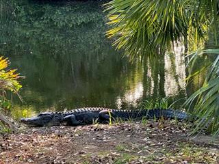 A alligator on the shore of a pond

Description automatically generated